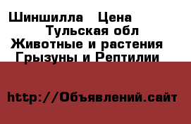 Шиншилла › Цена ­ 1 000 - Тульская обл. Животные и растения » Грызуны и Рептилии   